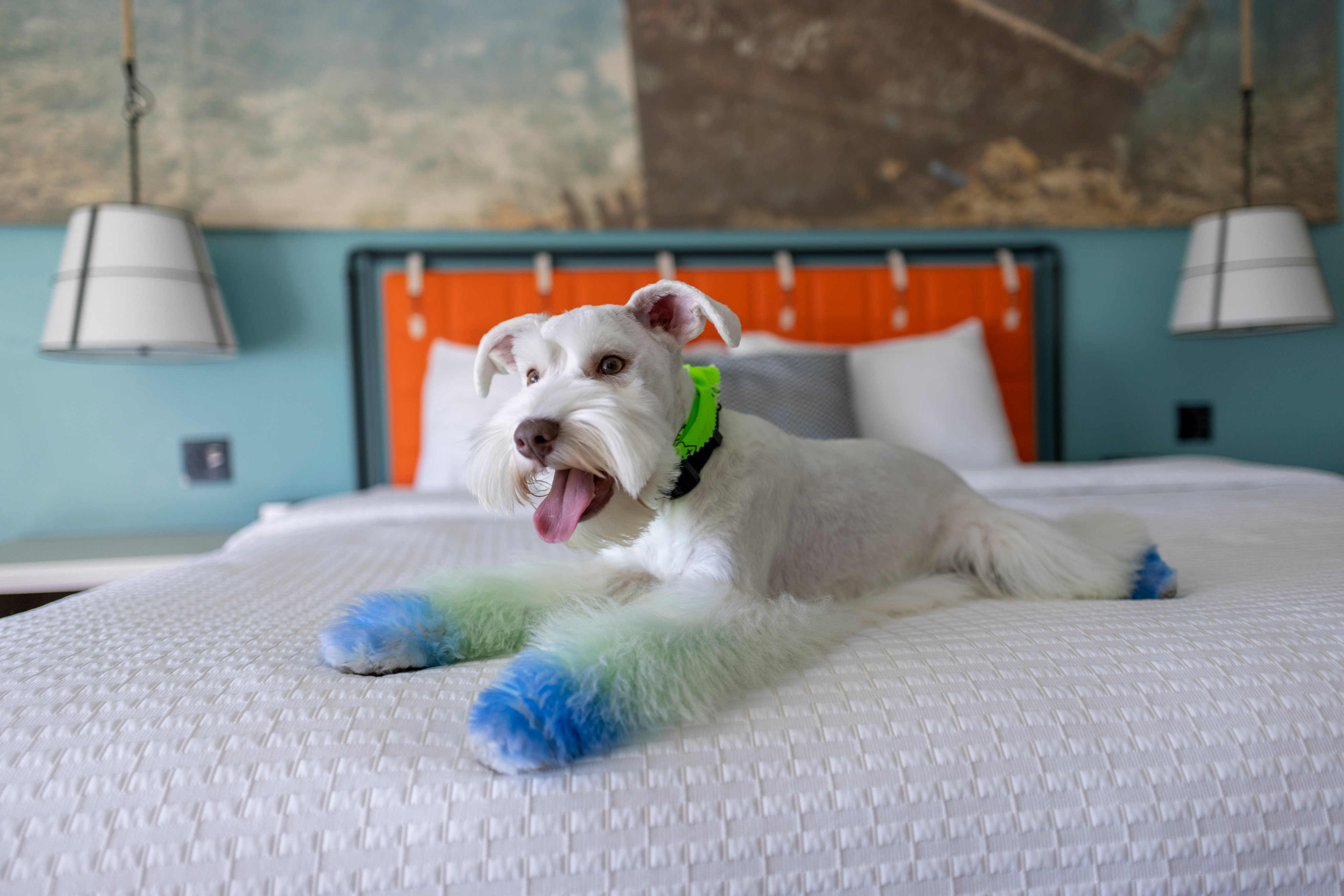 dog on bed in guest room - dog friendly hotel 